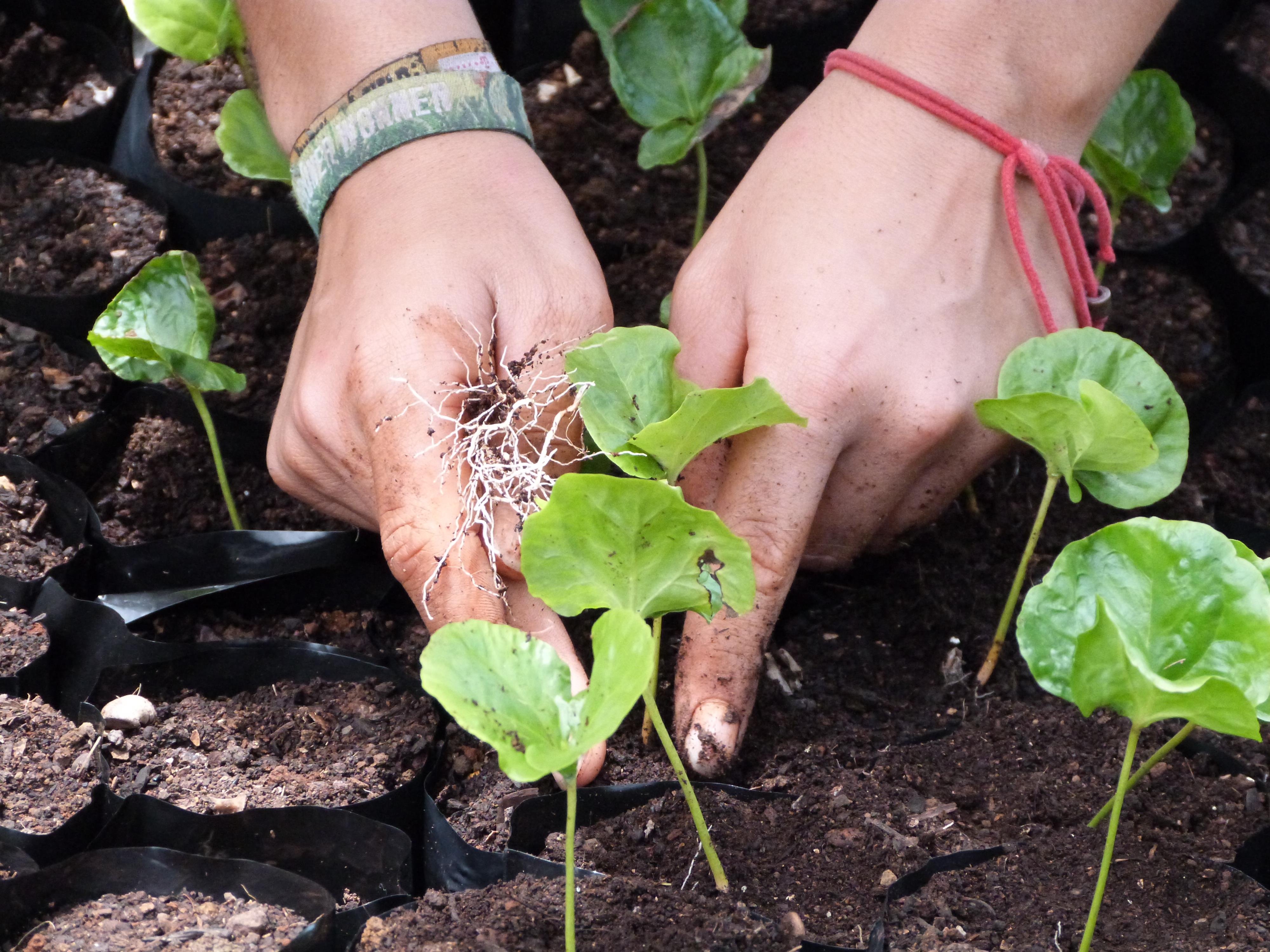 A female Projects Abroad volunteer tending to plants during her conservation volunteering in the Galapagos Islands. Pictured is a female Projects Abroad volunteer tending to plants as part of her conservation volunteering in the Galapagos Islands.
